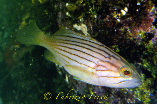 Epinephelus costae (Dotto o Cernia dorata)